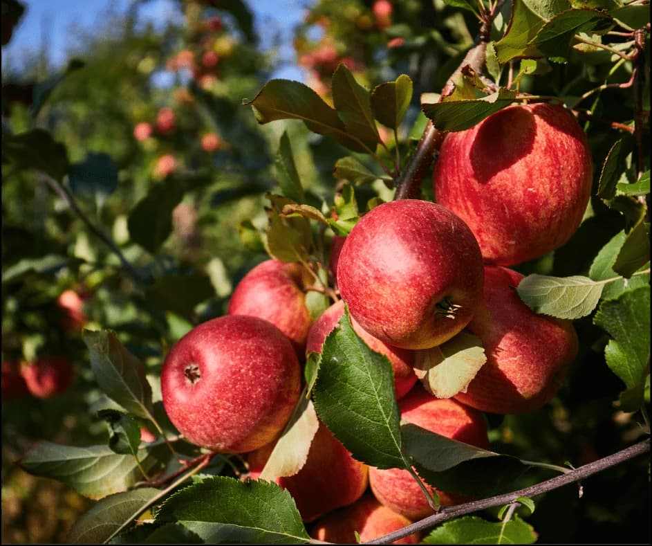 Apple growing on the plant