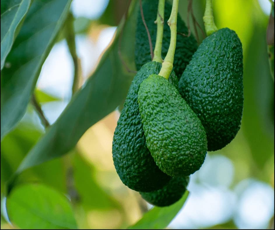 Avocado growing on the plant