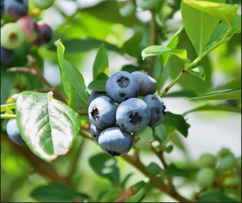 Blueberries growing on the plant
