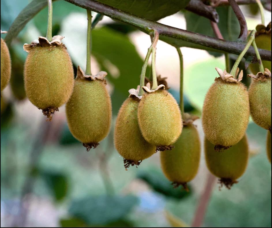 Kiwi growing on the plant