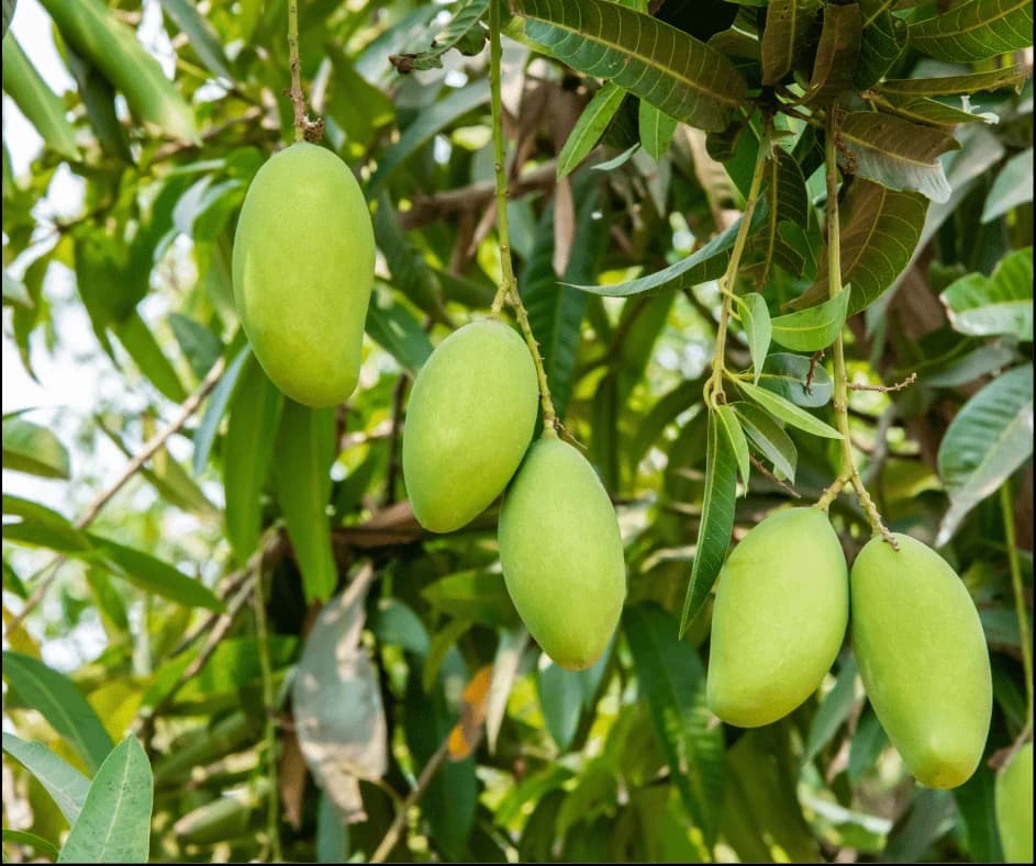 Mango growing on the plant