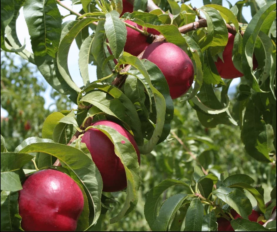 Nectarine growing on the plant