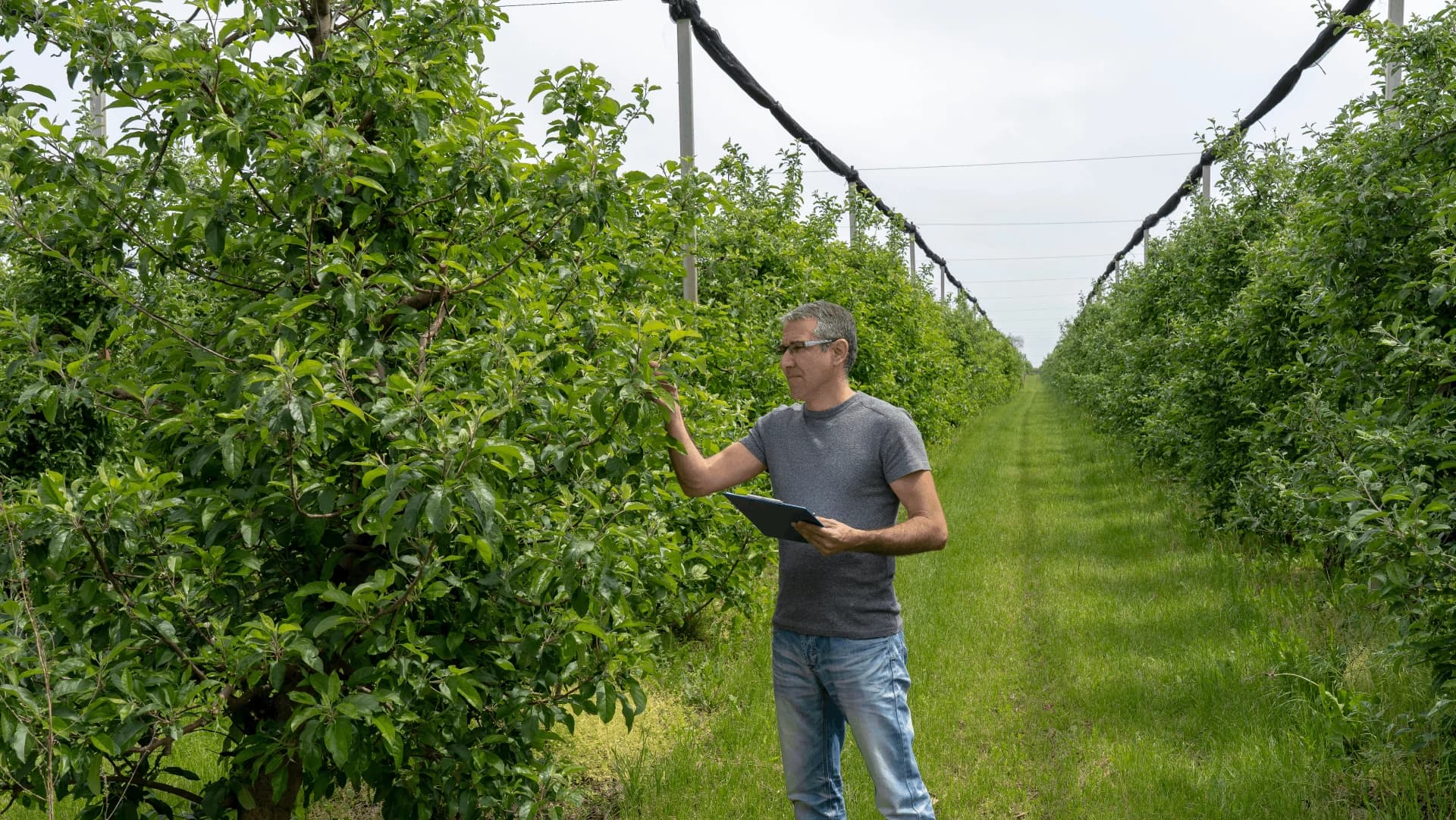 A grower inspecting fruit trees with a tablet