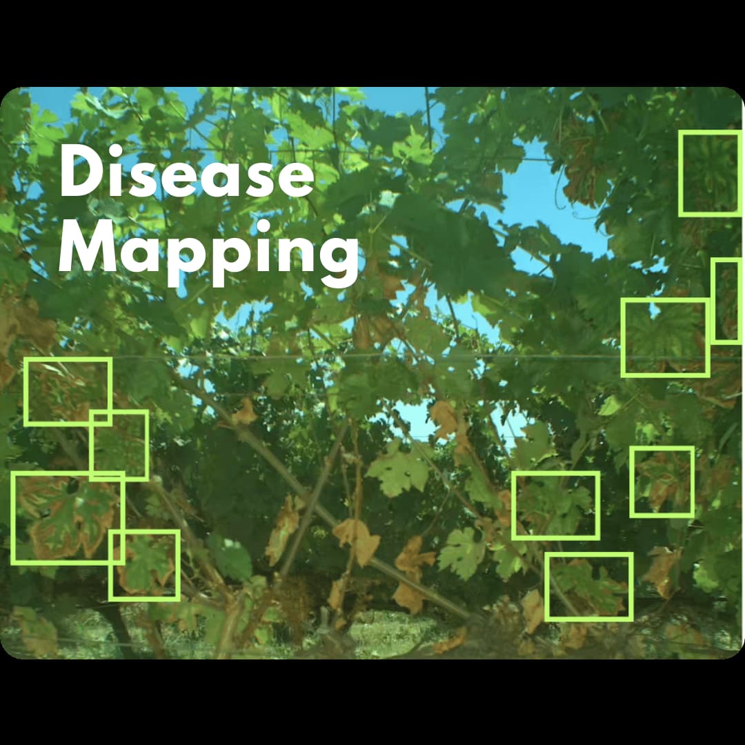 Disease Mapping: detected symptoms highlighted in a grapevine canopy