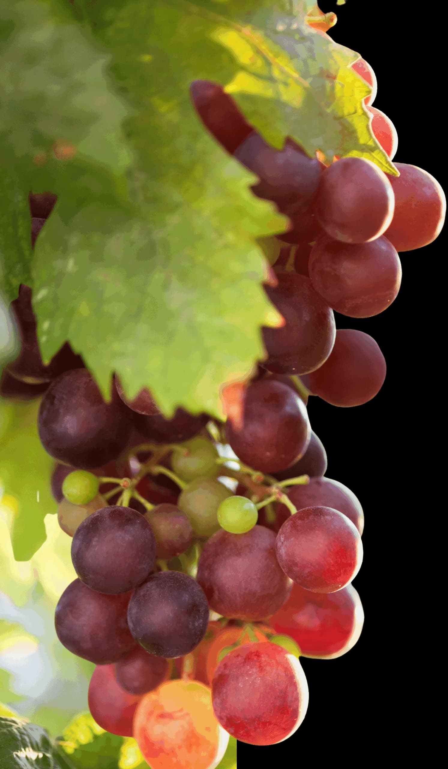 Grapes ripening on the vine