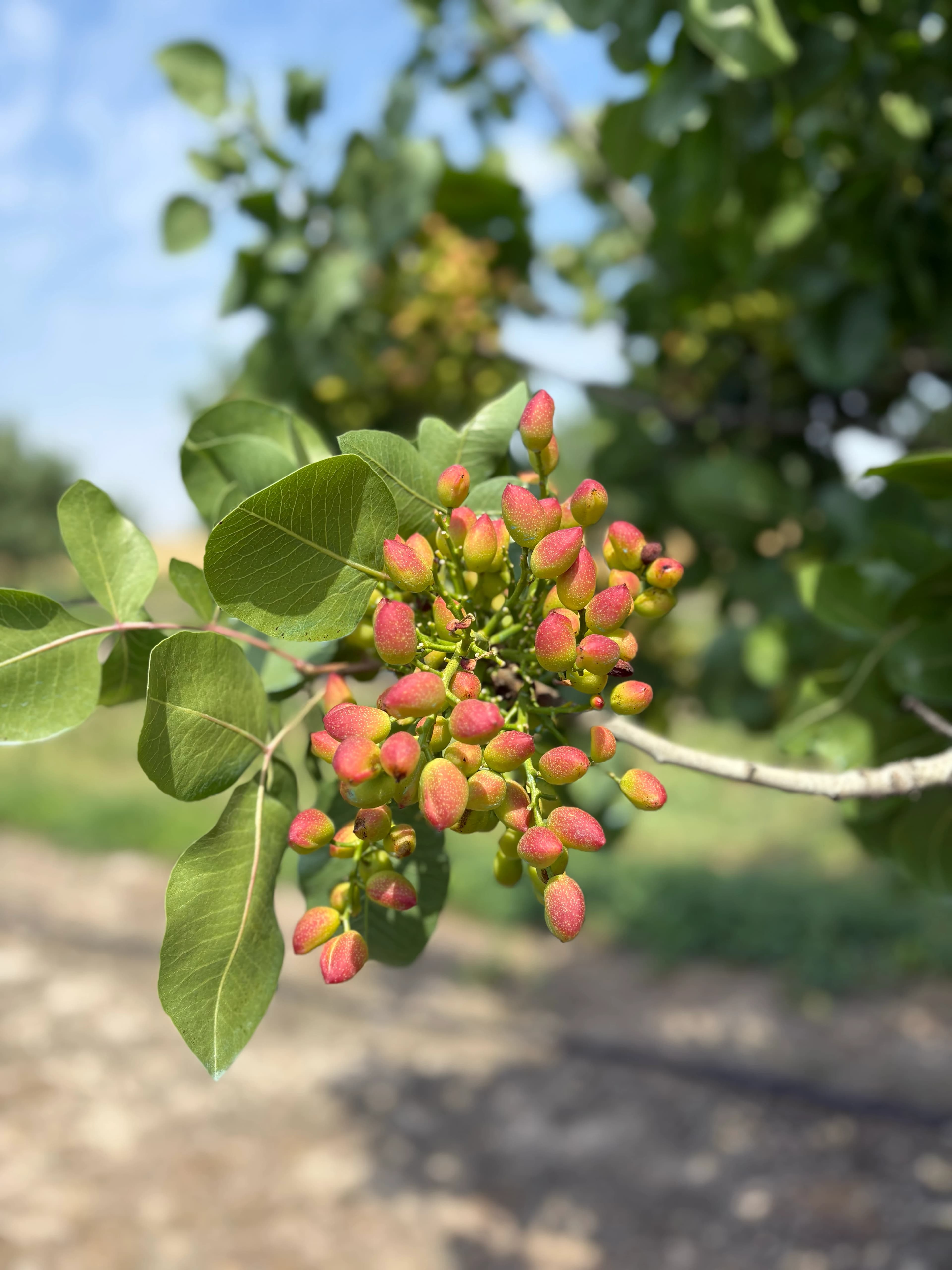 Clusters of ripening pistachios and green leaves on a tree