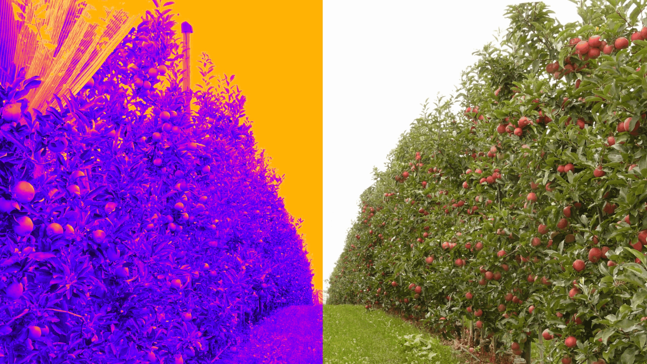 An orchard canopy shown alongside a color-coded visualization
